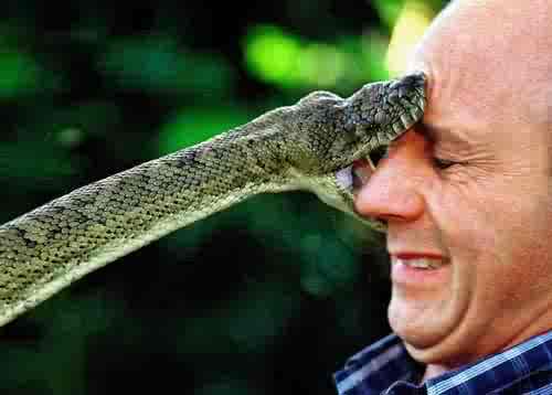 Funny Pics Of Snakes. Defanging Venomous Snakes of a